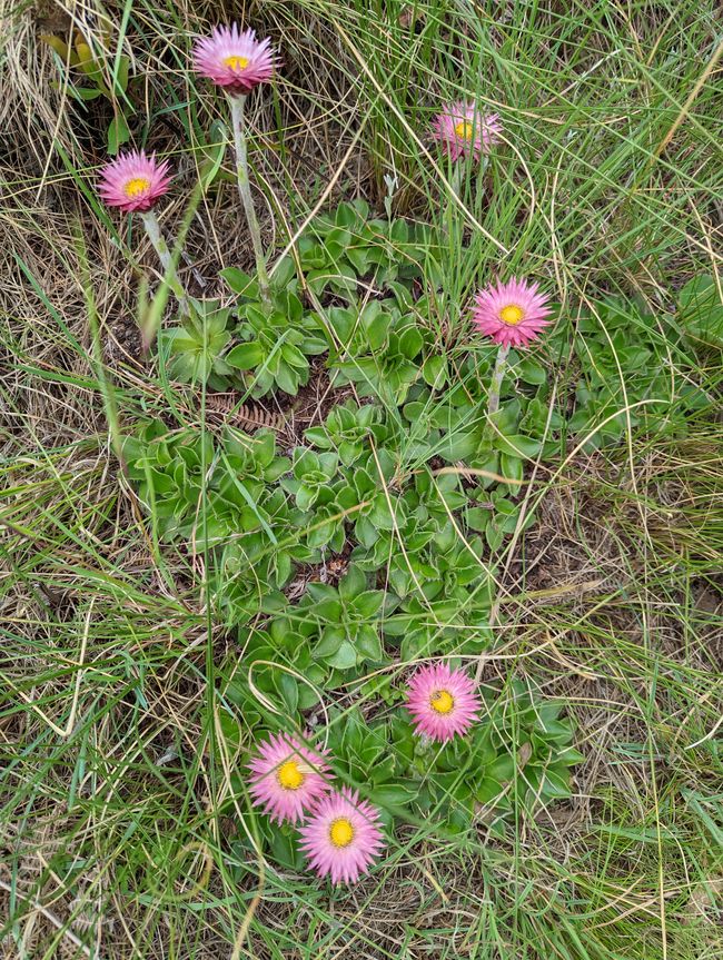 Strohblumen