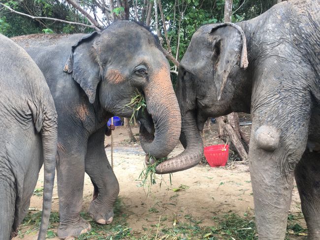 Ausflug ins Elephant-Sanctuary