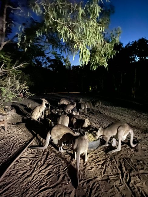 22|11|2019, Kangaroos to pet