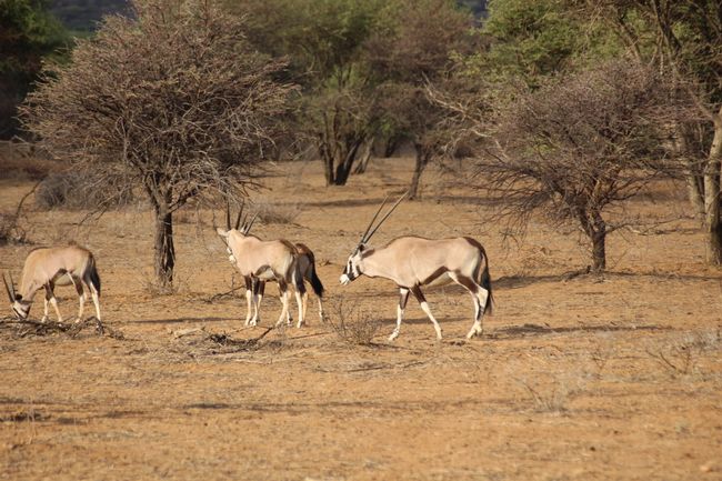 die Oryx Antilope