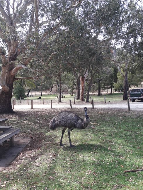 Emu im Tower Hill Wildlife Resort
