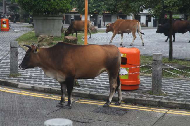 Cows on Lantao Island