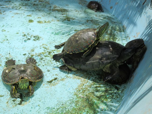 Bedauernswerte Schildkröten in einem Brunnen im Park