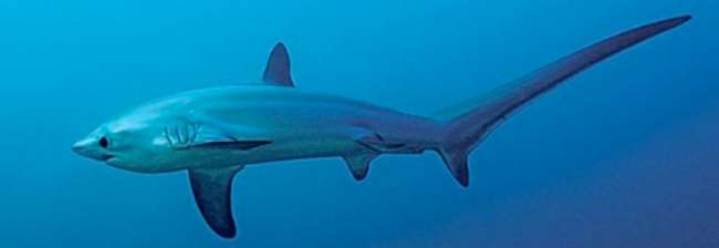 Tresher Shark - der Hai