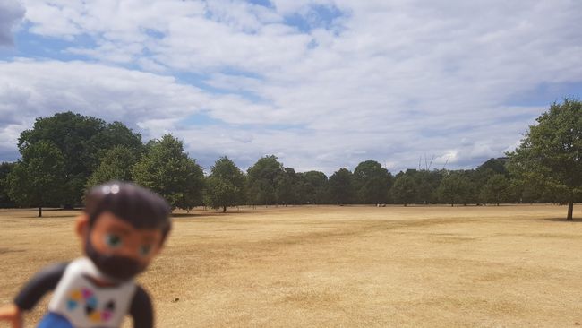 Toter Rasen im Hyde Park, englischer Rasen war einmal, der neue Trend: Englisches Heu