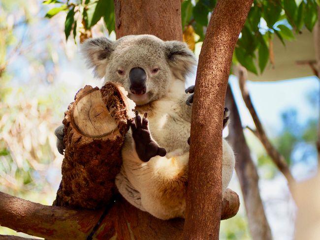 Koala Country Australia