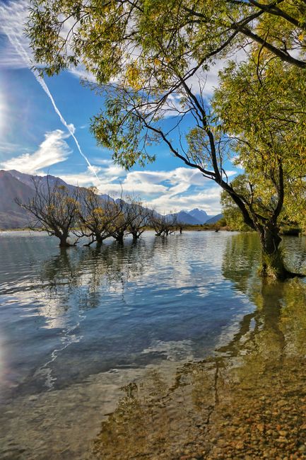 Willow Trees of Glenorchy