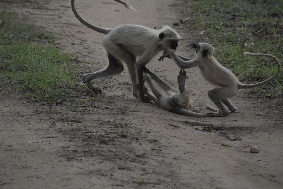 Pench NP - Indian langurs playing