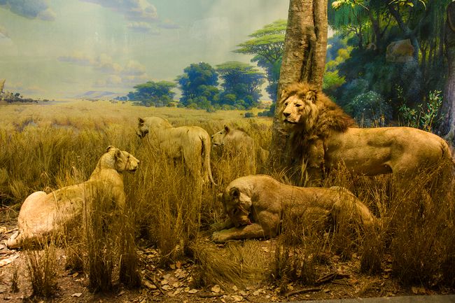 Die Löwen im Naturkistorischen Museum