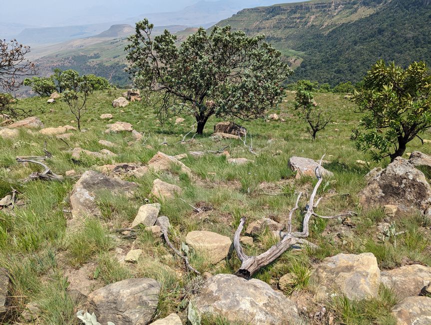 Hiked and Survived in Little Switzerland/Drakensberg
