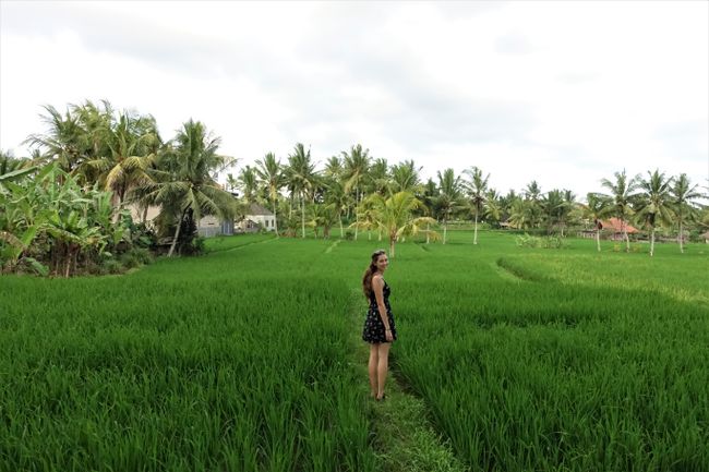 Enjoy the view amidst the rice fields
