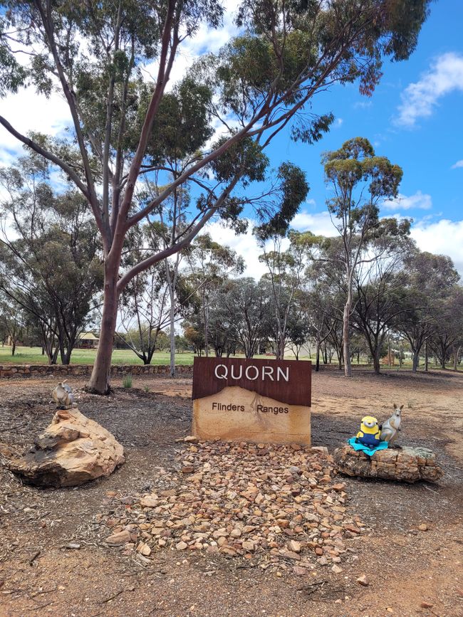 Stuart with the wallabies at Quorn