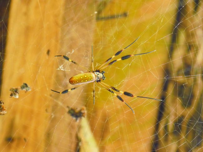 The banana spider has a very strong web