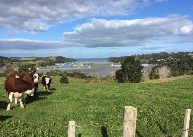 We're staying at the bottom of the bay (The cows really wanted to be in the picture.)