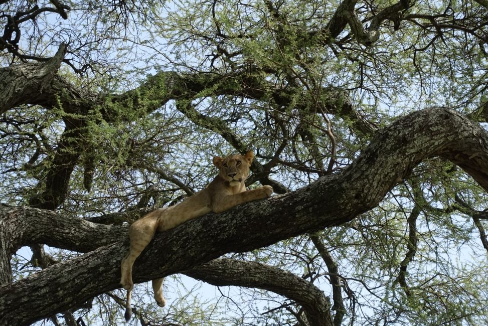 Tarangire National Park