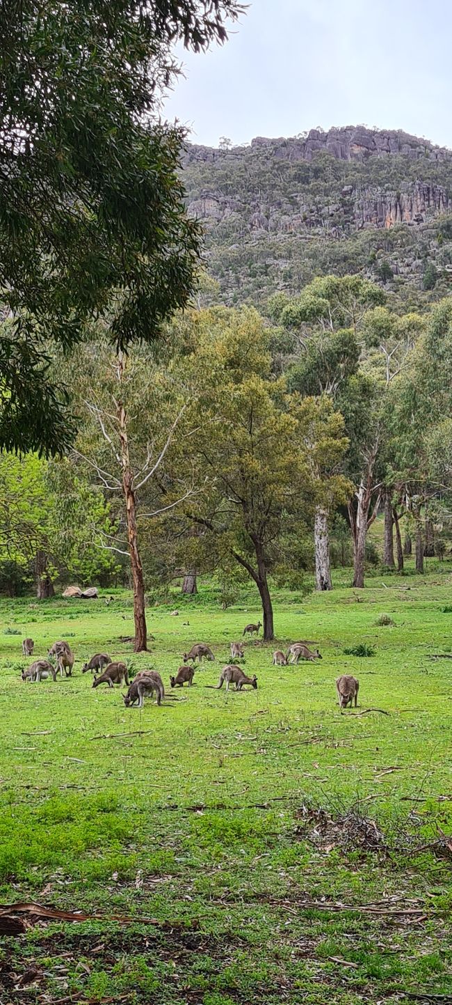 Etiqueta 10+11 - Los Grampians, canguros con joeys