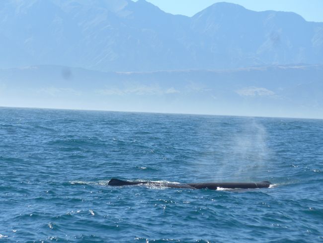 Kaikoura - Wale, Delfine und Robben (Neuseeland Teil 41)