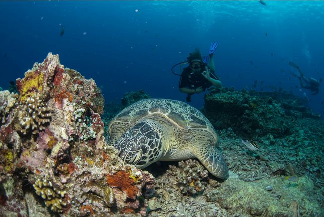 Marlin Hill - Turtle Heaven: Maria and a green turtle (Copyright by @morefununderwater - Instagram)