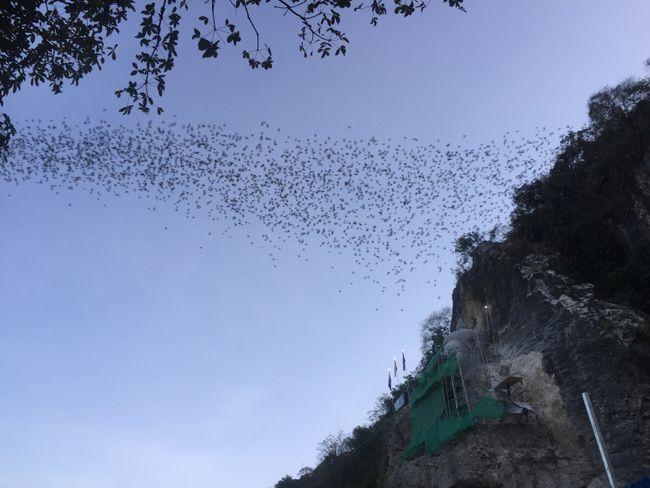 Bats searching for food