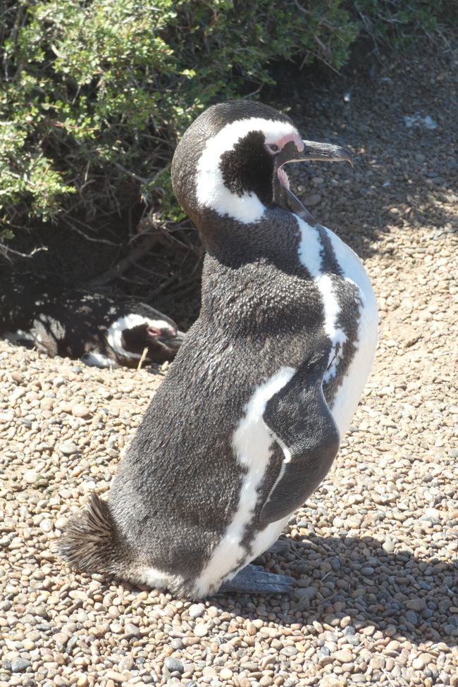 Peninsula Valdes Pinguin Tour