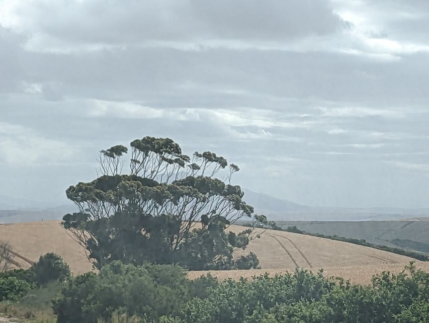 D'Oudtshoorn à Hermanus - avec un détour dans le 'Midwest'