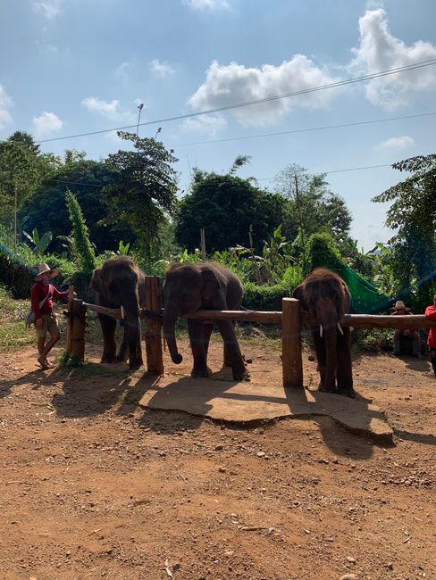 🐘 Парк спасения слонов