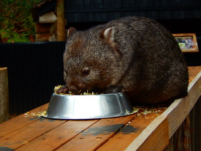 Trowunna, Wombat