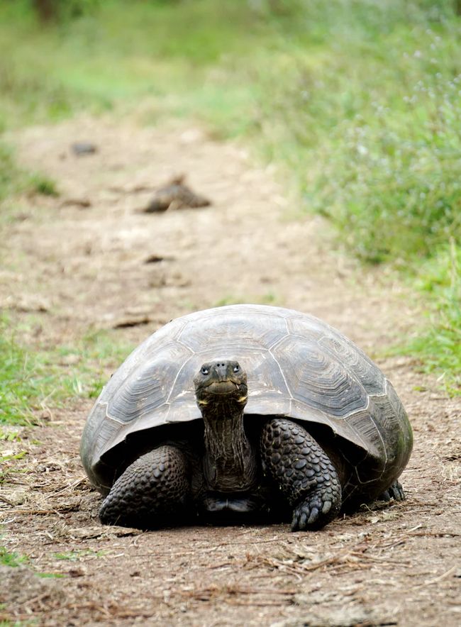 Tortoise with long neck and bulge bathing in mud