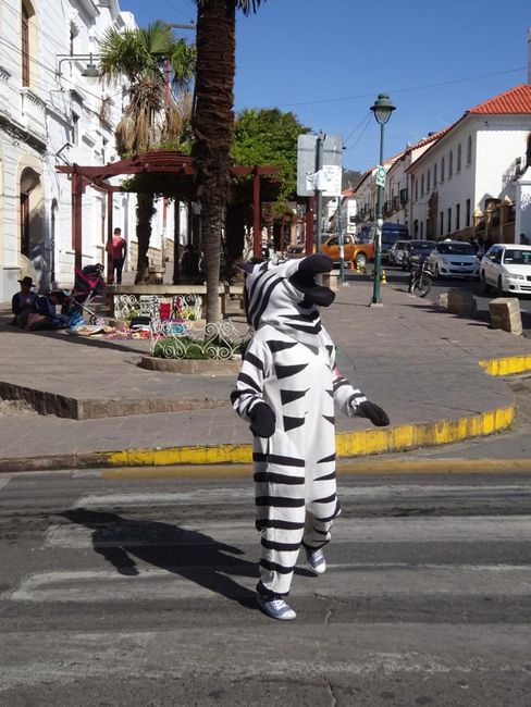 Zebrastreifen-Zebra