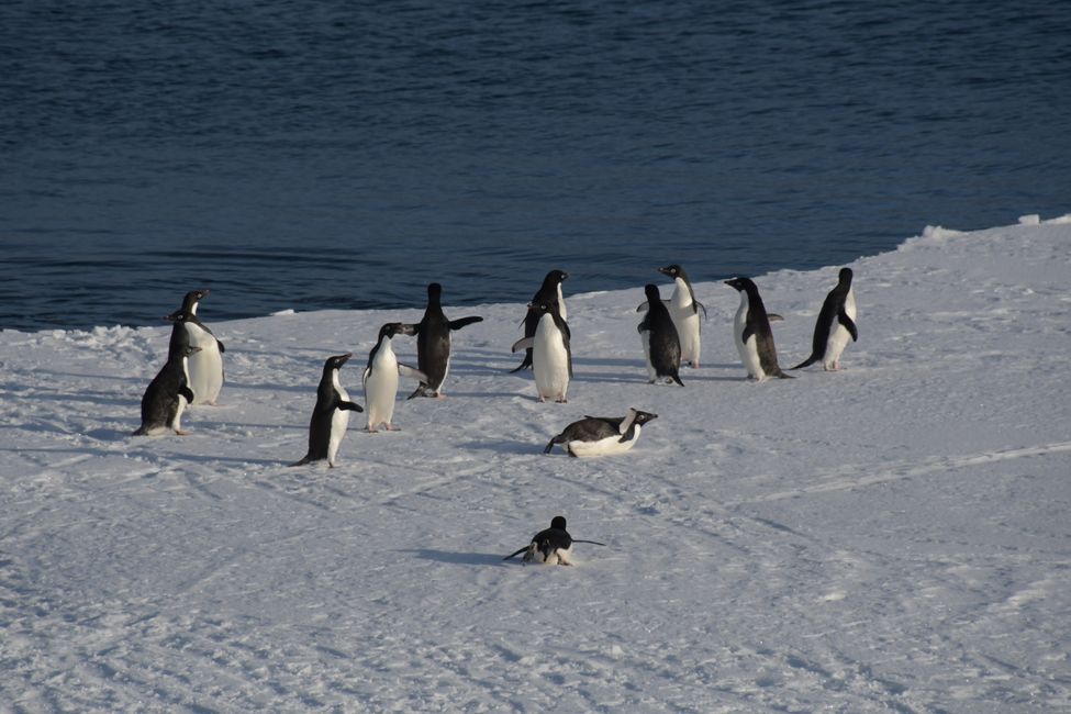 Antarctica - Ross Sea - McMurdo Sound - Adelie Penguins