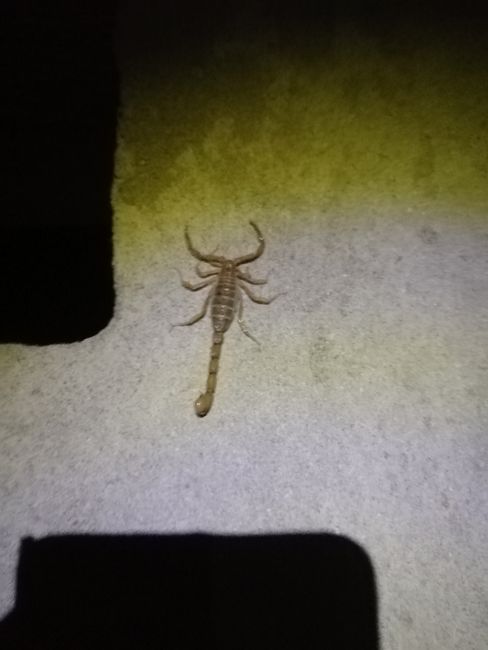 Skorpion zu Besuch im Badezimmer
