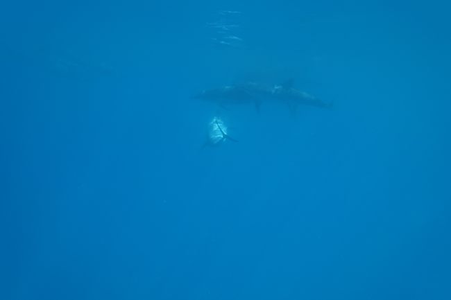 Inmitten von Delphinscharen