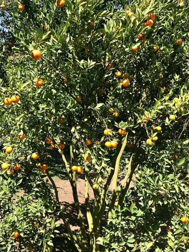 Mae Rim - Orangenplantage