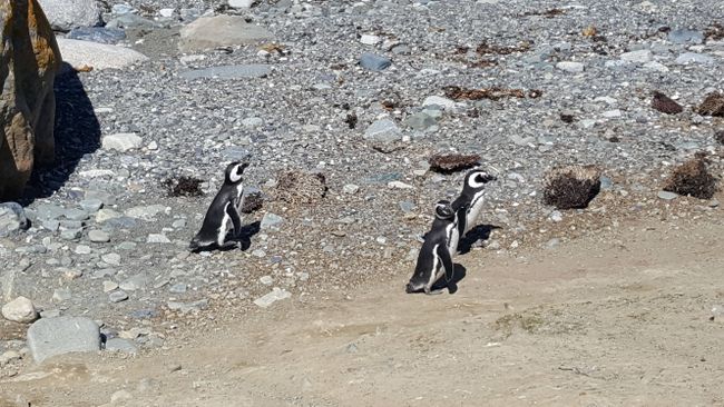 Isla Magdalena - Island of Penguins