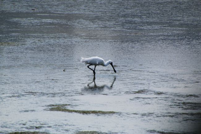 Spoonbill