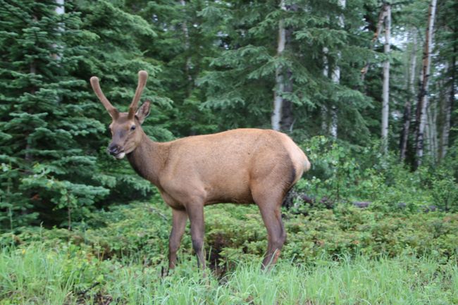 Dies ist ein Elch/Moose-Männchen ...