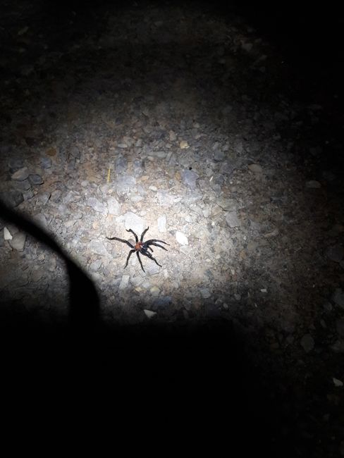 Spider at night