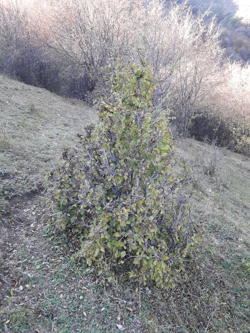 a beech bush