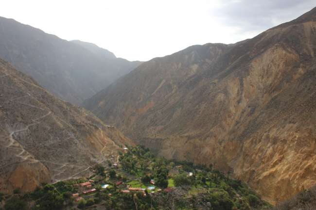 Colca Canyon- The Condor in the second deepest canyon in the world