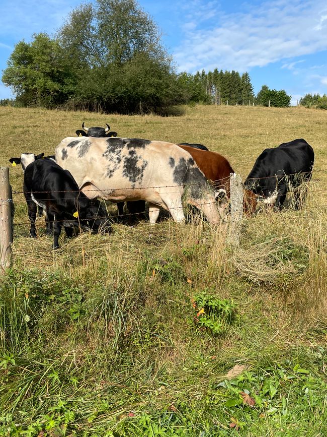 In Wallonia: Cows everywhere