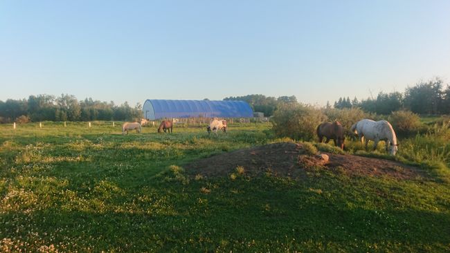 Reithalle und Pferde von der Sunwest Equine Ranch