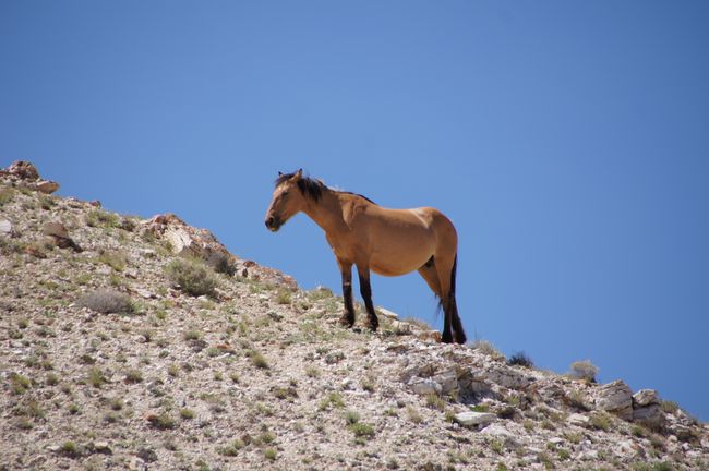 Mustang in Bighorn Canyon National Recreation Area