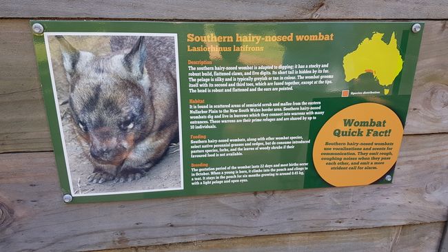 Die Wombats.