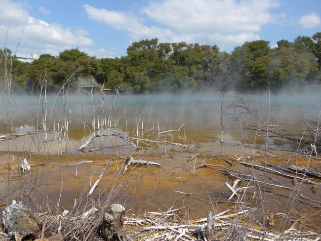 Rotorua - Sheep Show and Sulphur Smell (New Zealand Part 18)