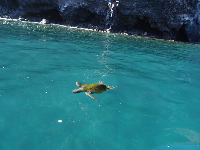 Meeresschildkröte vor Vulkano ecuador