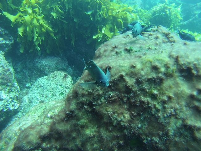 Diving again in Tutukaka
