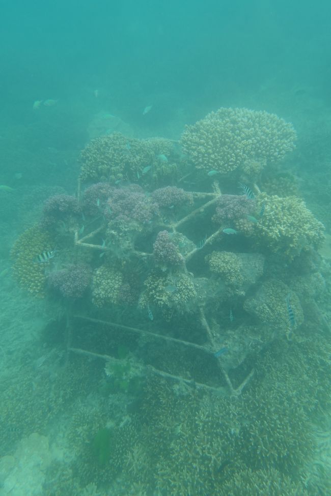 Korallenkäfig