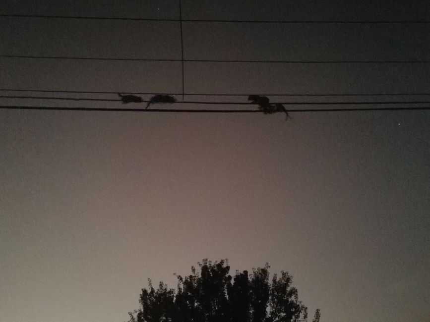 In the early morning twilight on the way to work, you can observe unusual scenes on the power line - possums mating