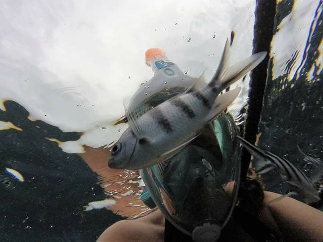Transfer to Happy snorkeling