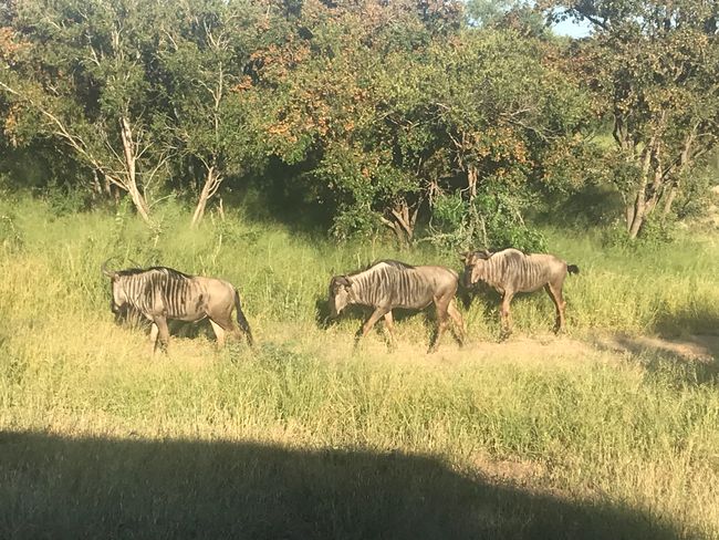 Abenteuer Safari